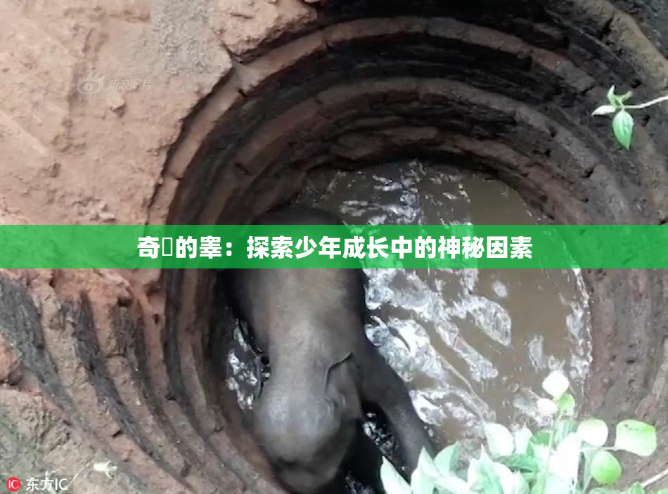奇犽的睾：探索少年成长中的神秘因素