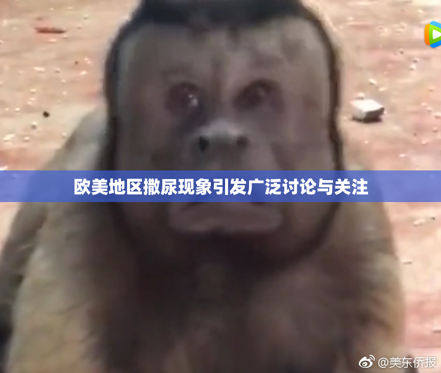 欧美地区撒尿现象引发广泛讨论与关注