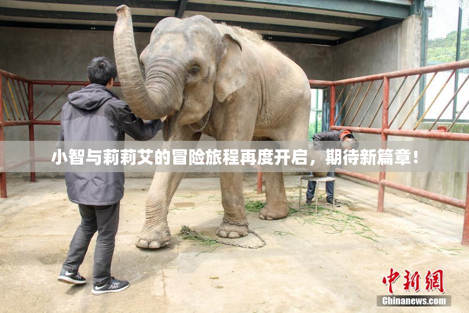 小智与莉莉艾的冒险旅程再度开启，期待新篇章！