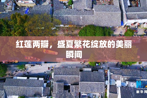 红莲两瓣，盛夏繁花绽放的美丽瞬间