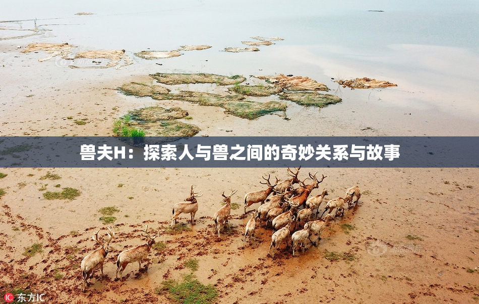 兽夫H：探索人与兽之间的奇妙关系与故事