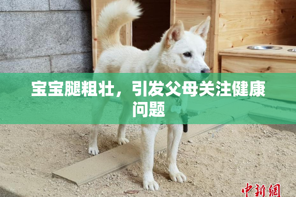 宝宝腿粗壮，引发父母关注健康问题