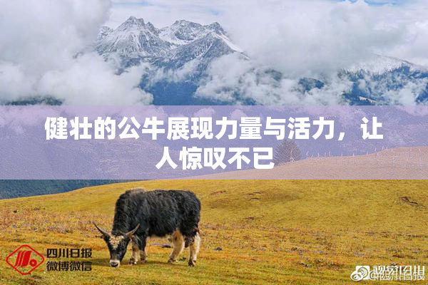 健壮的公牛展现力量与活力，让人惊叹不已