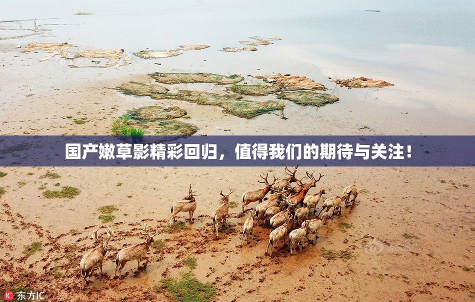 国产嫩草影精彩回归，值得我们的期待与关注！