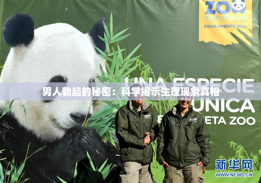男人勃起的秘密：科学揭示生理现象真相