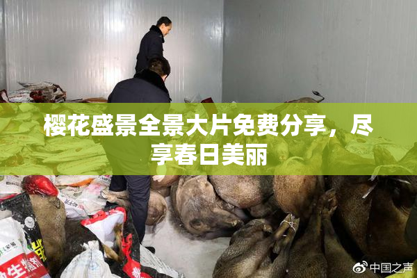 樱花盛景全景大片免费分享，尽享春日美丽