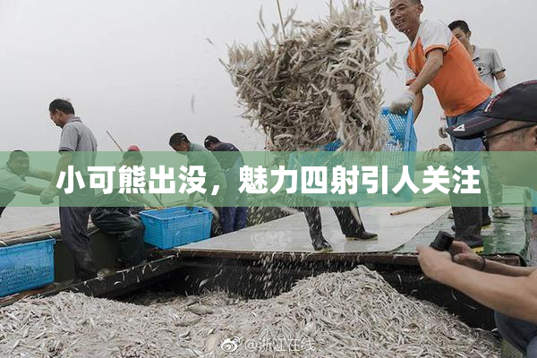 小可熊出没，魅力四射引人关注