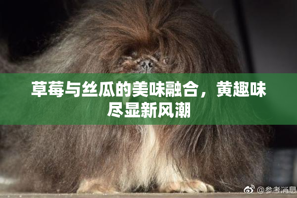 草莓与丝瓜的美味融合，黄趣味尽显新风潮