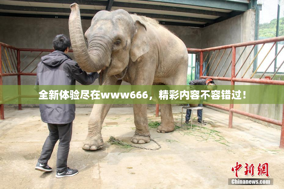 全新体验尽在www666，精彩内容不容错过！