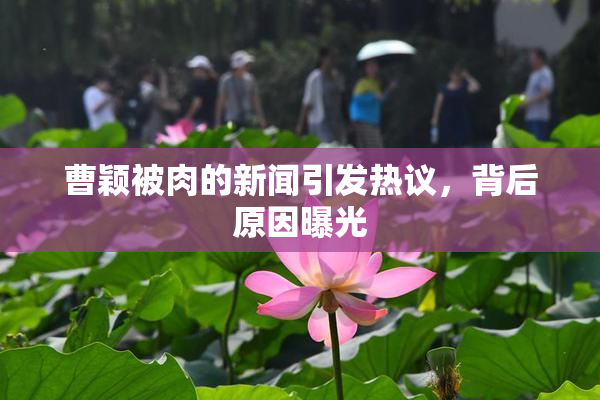 曹颖被肉的新闻引发热议，背后原因曝光