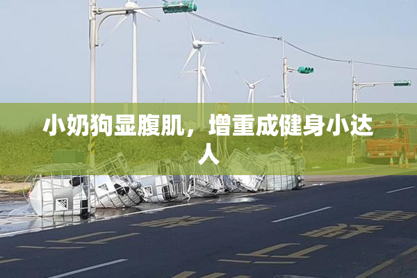 小奶狗显腹肌，增重成健身小达人
