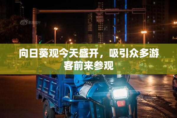 向日葵观今天盛开，吸引众多游客前来参观