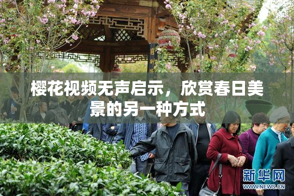 樱花视频无声启示，欣赏春日美景的另一种方式
