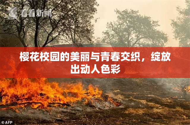 樱花校园的美丽与青春交织，绽放出动人色彩