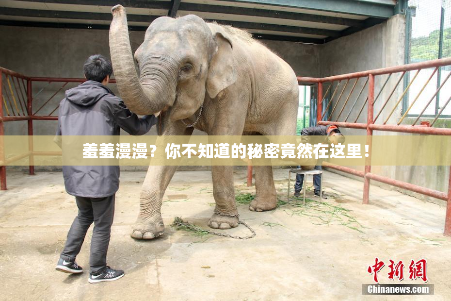 羞羞漫漫？你不知道的秘密竟然在这里！