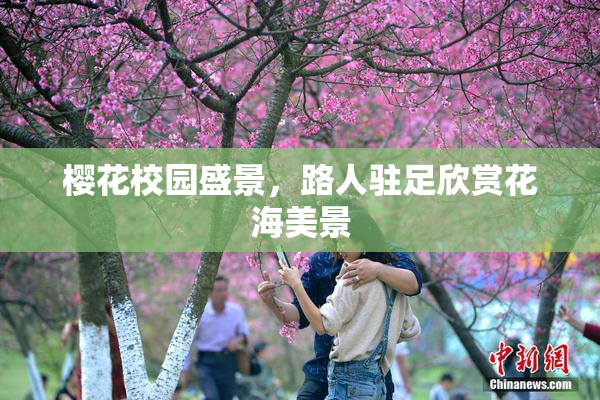 樱花校园盛景，路人驻足欣赏花海美景