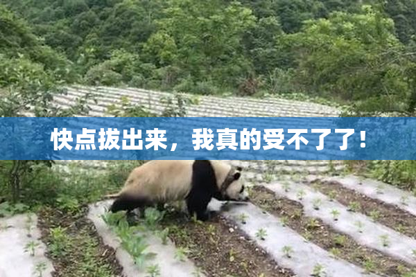 快点拔出来，我真的受不了了！