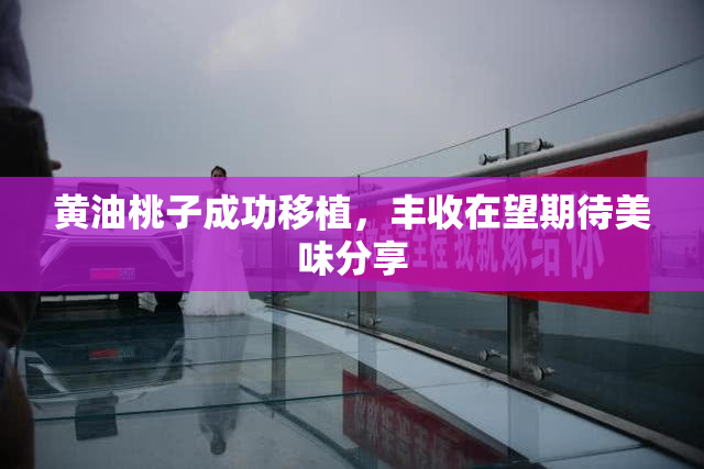 黄油桃子成功移植，丰收在望期待美味分享
