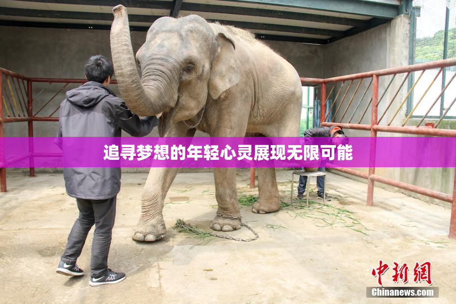 追寻梦想的年轻心灵展现无限可能