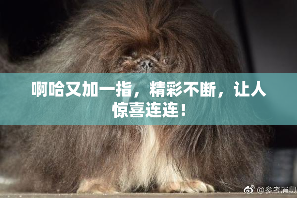 啊哈又加一指，精彩不断，让人惊喜连连！
