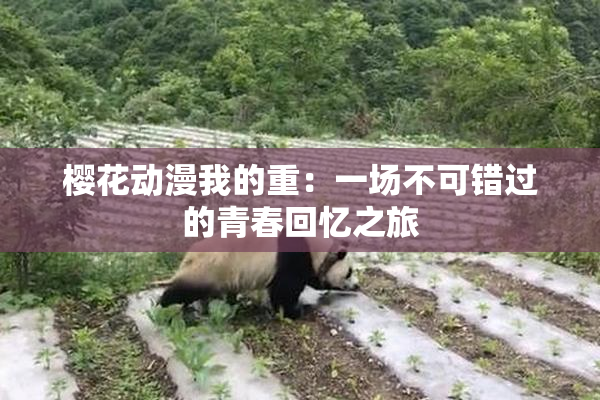 樱花动漫我的重：一场不可错过的青春回忆之旅