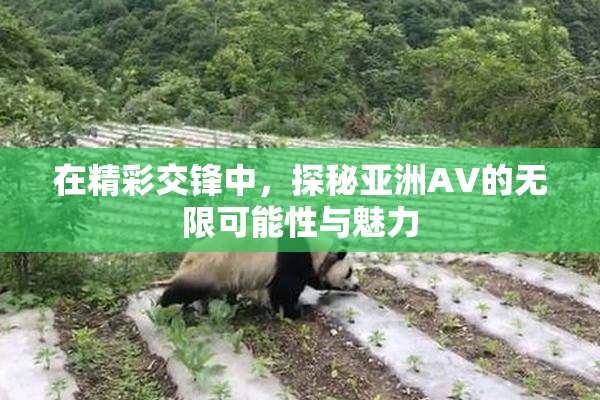 在精彩交锋中，探秘亚洲AV的无限可能性与魅力