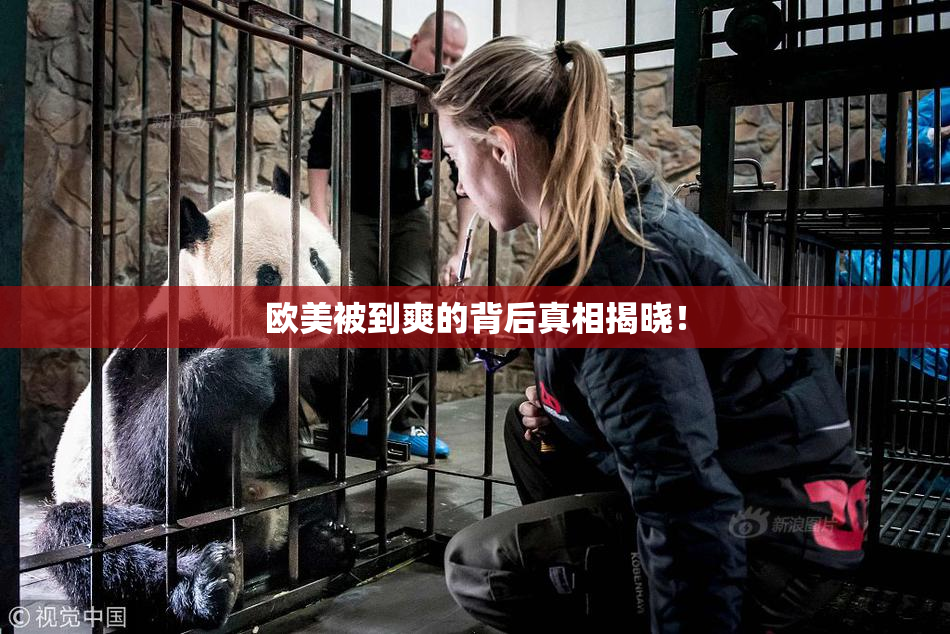 欧美被到爽的背后真相揭晓！