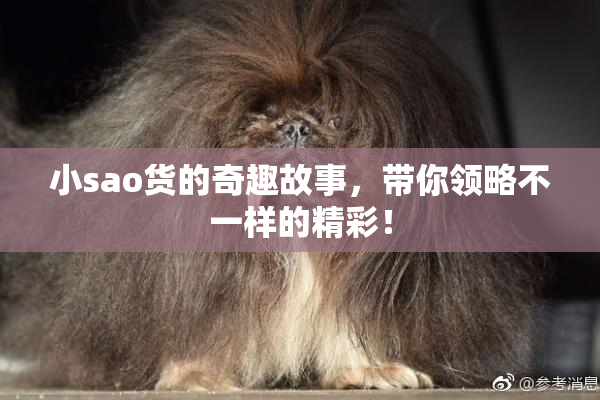 小sao货的奇趣故事，带你领略不一样的精彩！