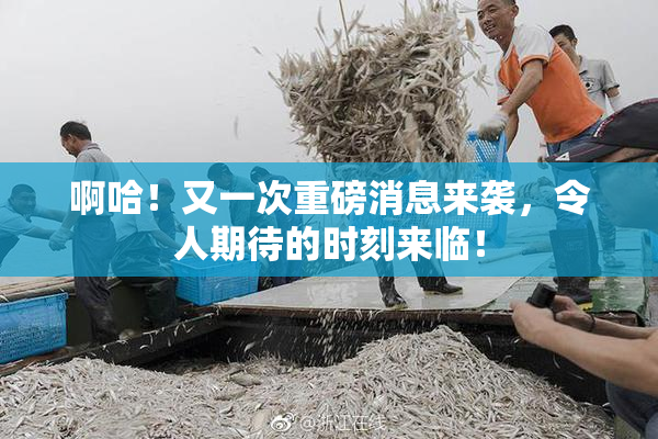 啊哈！又一次重磅消息来袭，令人期待的时刻来临！