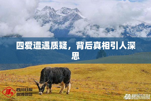 四爱遭遇质疑，背后真相引人深思