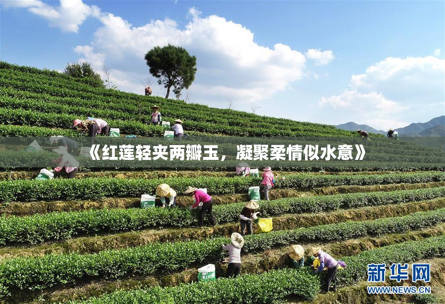 《红莲轻夹两瓣玉，凝聚柔情似水意》
