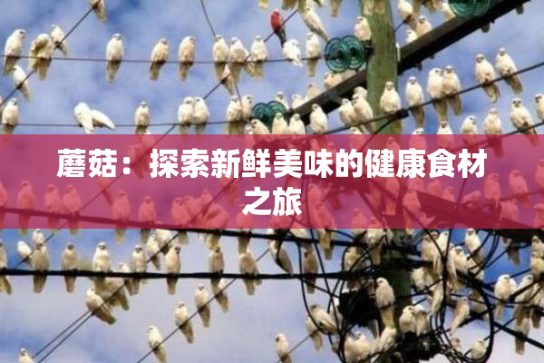 蘑菇：探索新鲜美味的健康食材之旅