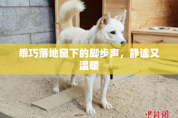 乖巧落地窗下的脚步声，静谧又温暖