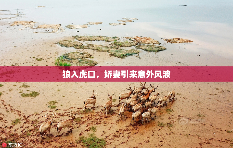 狼入虎口，娇妻引来意外风波