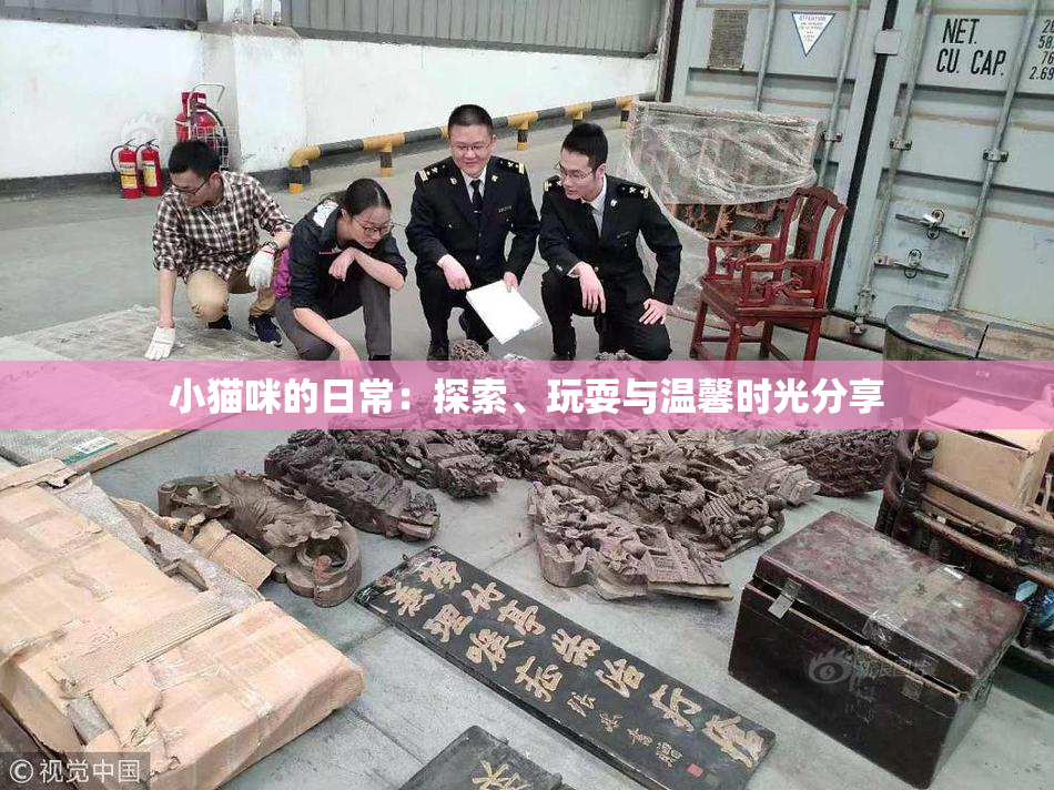小猫咪的日常：探索、玩耍与温馨时光分享