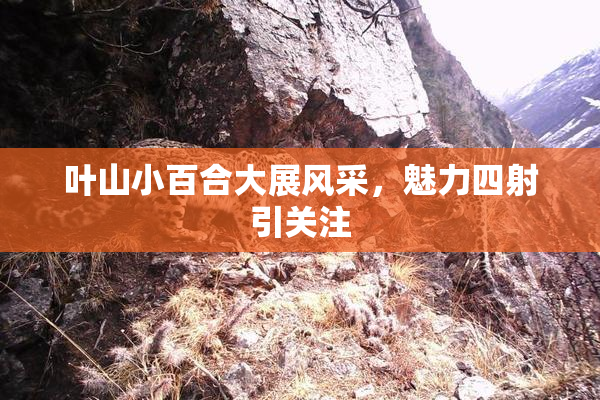 叶山小百合大展风采，魅力四射引关注
