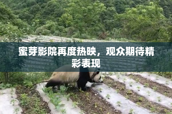 蜜芽影院再度热映，观众期待精彩表现