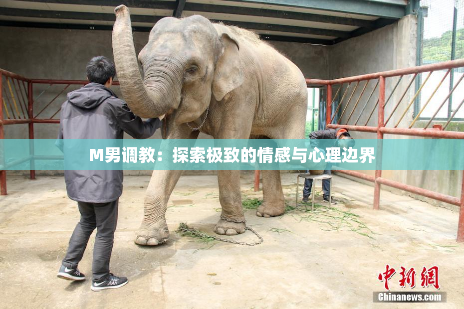 M男调教：探索极致的情感与心理边界