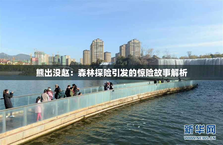 熊出没赵：森林探险引发的惊险故事解析