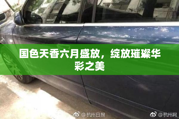 国色天香六月盛放，绽放璀璨华彩之美