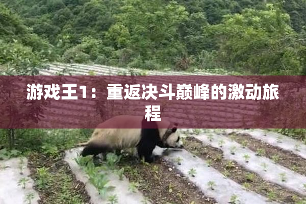 游戏王1：重返决斗巅峰的激动旅程