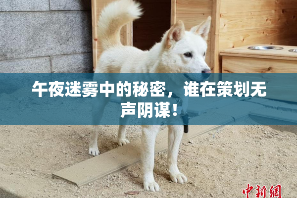午夜迷雾中的秘密，谁在策划无声阴谋！