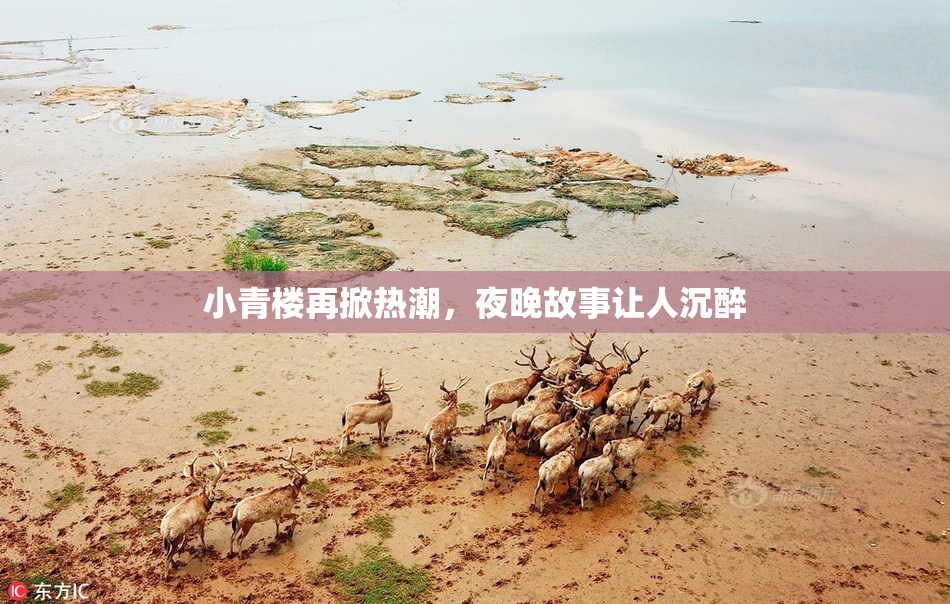 小青楼再掀热潮，夜晚故事让人沉醉