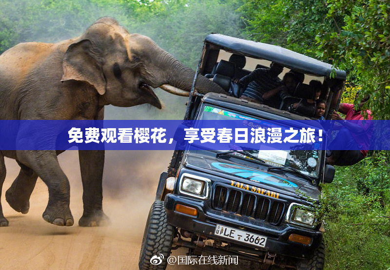 免费观看樱花，享受春日浪漫之旅！