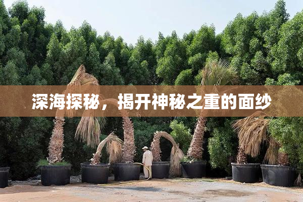 深海探秘，揭开神秘之重的面纱