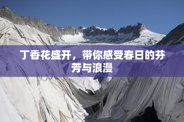 丁香花盛开，带你感受春日的芬芳与浪漫