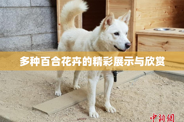多种百合花卉的精彩展示与欣赏