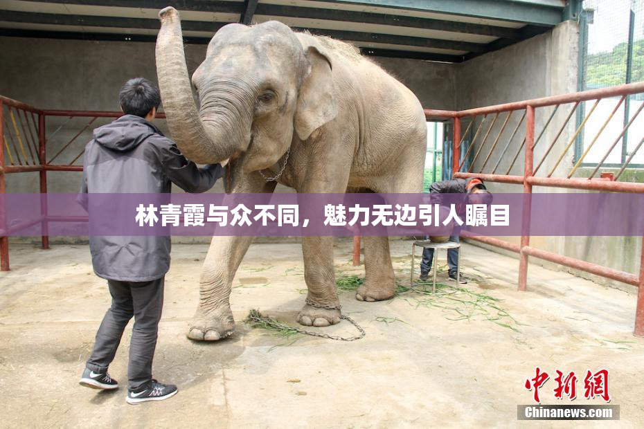 林青霞与众不同，魅力无边引人瞩目