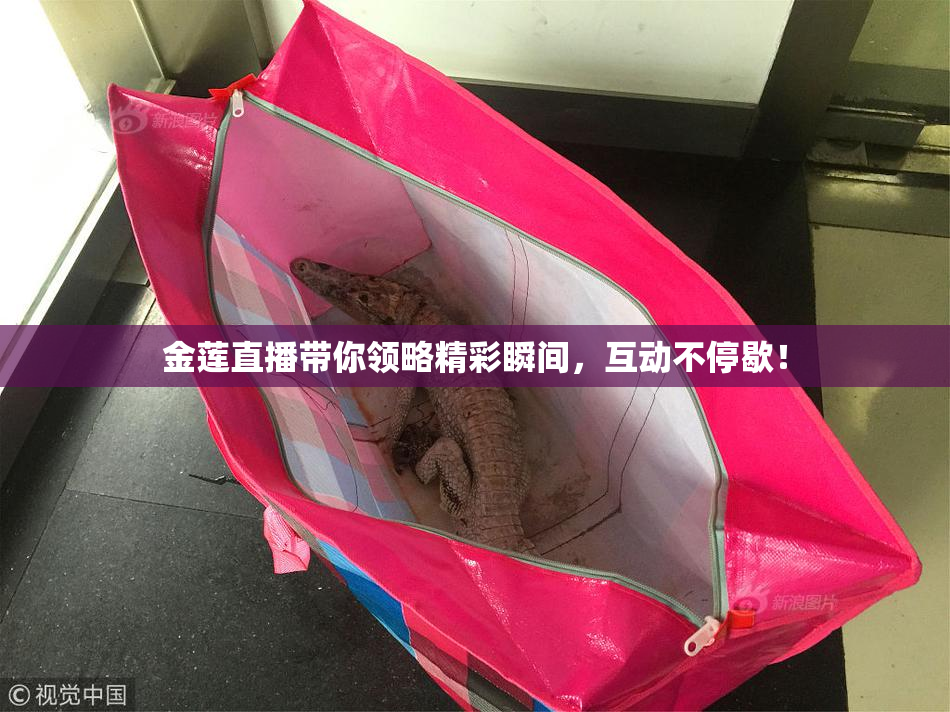 金莲直播带你领略精彩瞬间，互动不停歇！