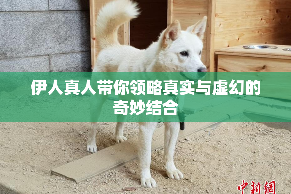 伊人真人带你领略真实与虚幻的奇妙结合